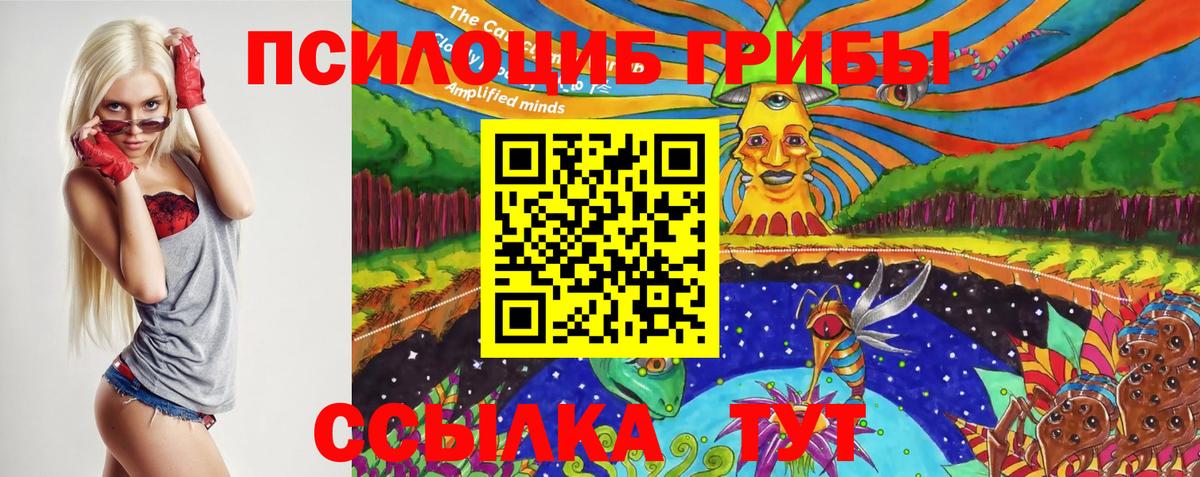 Псилоцибиновые грибы Psilocybe Кемерово
